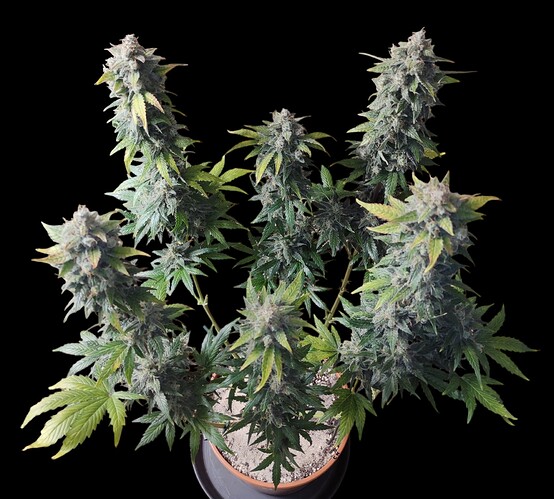 Growreport Bild 49