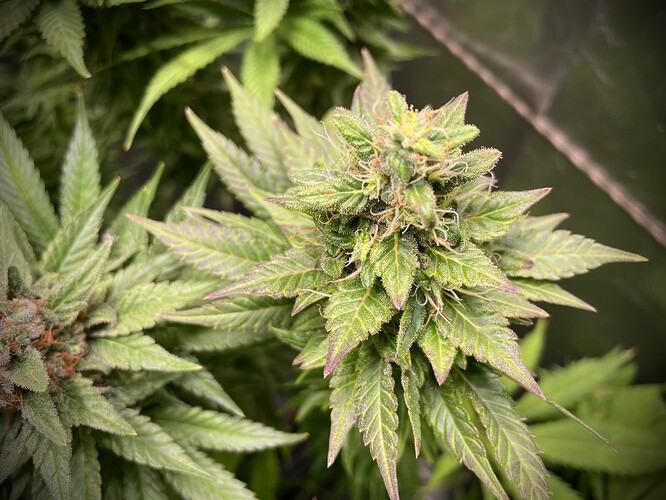 Growreport Bild 8