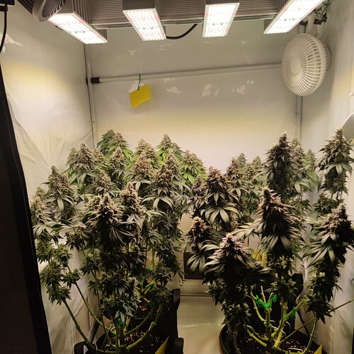 Growreport Bild 1