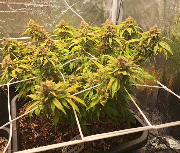 Growreport Bild 22