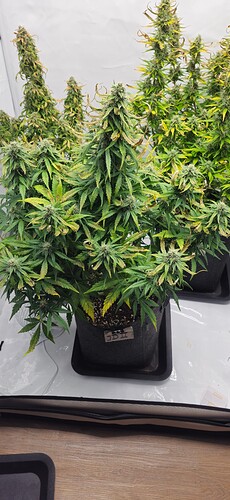 Growreport Bild 29