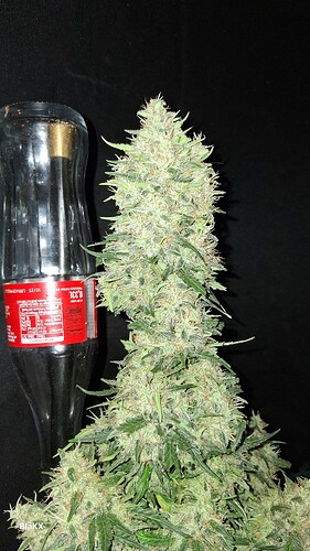 Longbottom Haze