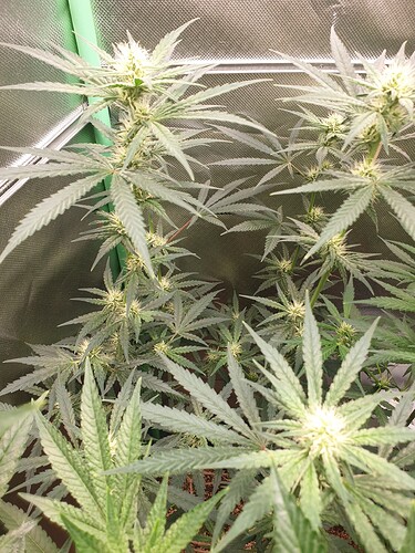 Growreport Bild 4