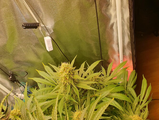 Growreport Bild 4