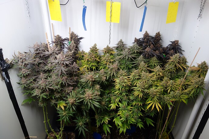 Beendet - BT 80 - BW 12 - Blue Dream, Moby DIck, Tangie im Pax unter EVO 4-100 1.5