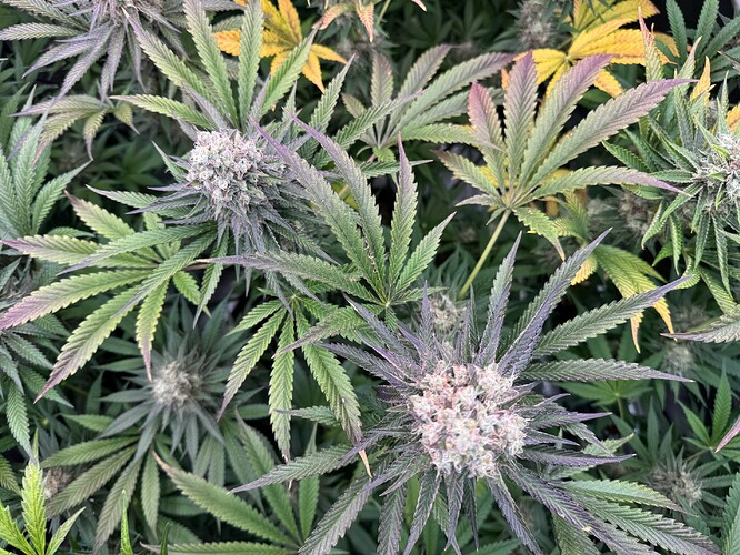 Growreport Bild 13
