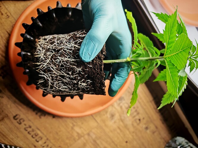 Growreport Bild 3