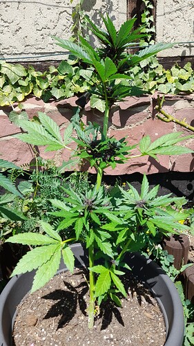 Growreport Bild 21