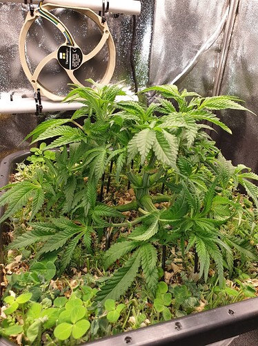 Ayahuasca Purple_2  21.12.2024