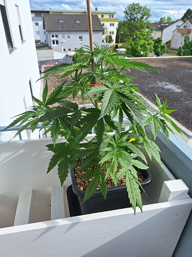 Growreport Bild 1