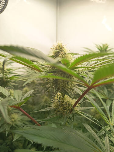 Growreport Bild 15