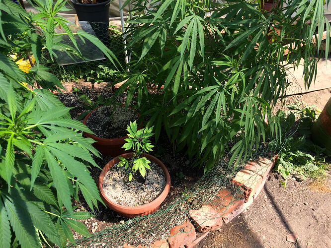 Grow26_0814_04