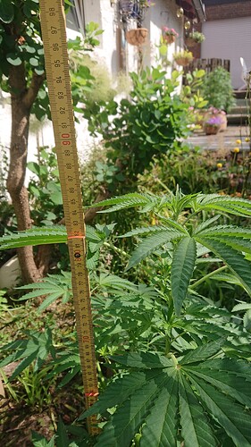 Growreport Bild 55