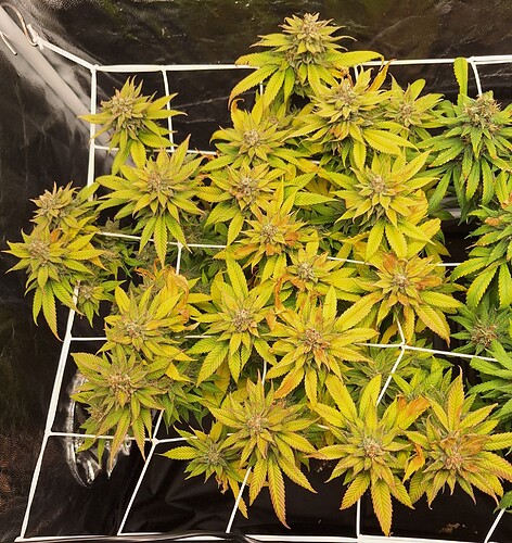 Growreport Bild 7