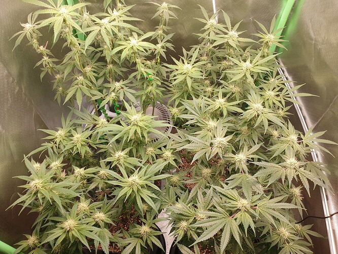 Growreport Bild 1