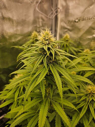 Growreport Bild 23