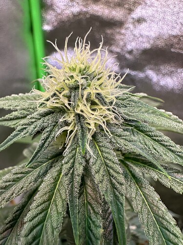 Growreport Bild 25