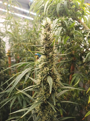 Growreport Bild 7