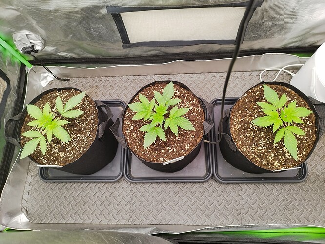 Growreport Bild 4