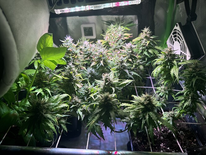 Growreport Bild 1