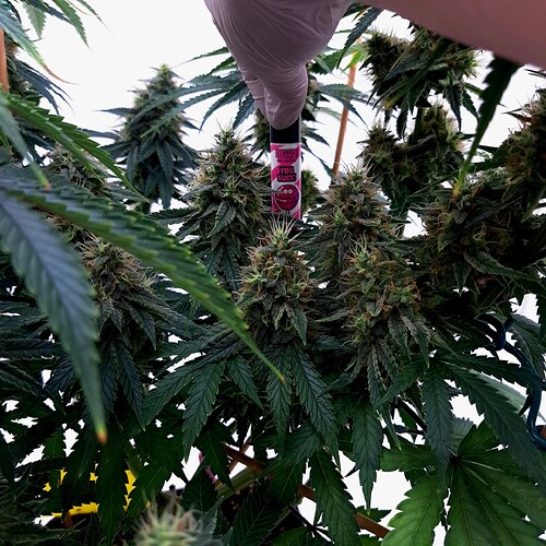 Growreport Bild 17