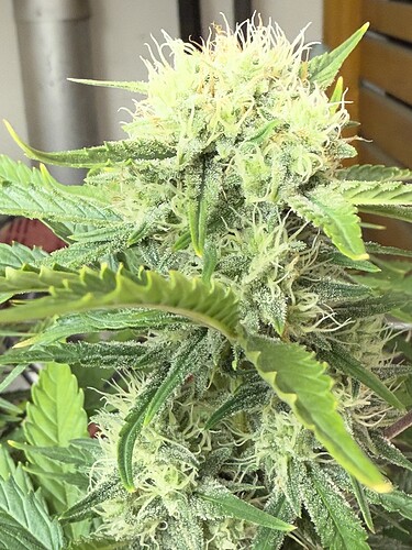 Growreport Bild 20