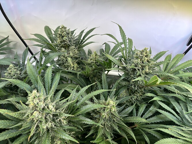 Growreport Bild 20
