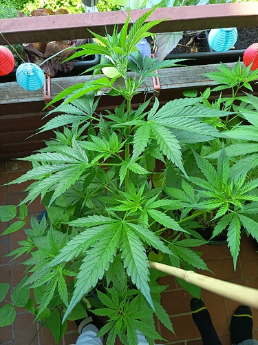 Growreport Bild 6