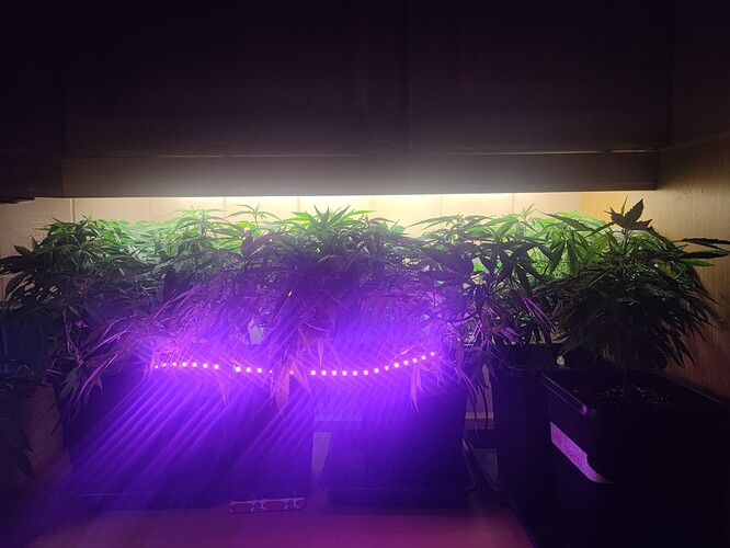 Growreport Bild 44