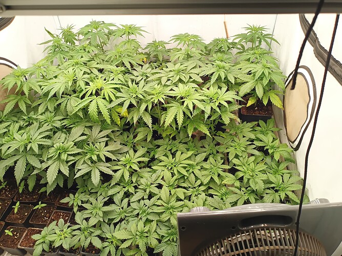 Growreport Bild 12