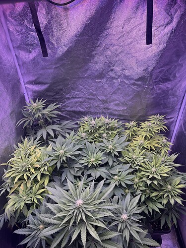 Growreport Bild 2
