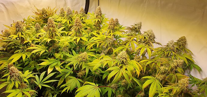 Growreport Bild 2
