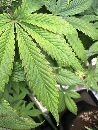 Growreport Bild 9