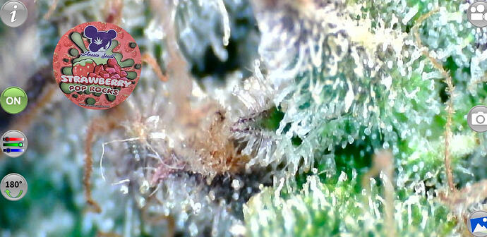 Growreport Bild 62