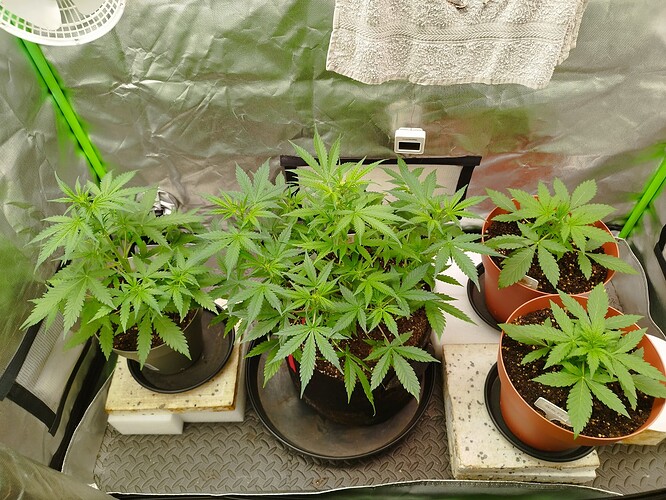Vier junge Cannabispflanzen in braunen und schwarzen Töpfen, die in einer Growbox stehen. Die Pflanzen sind im Wuchsstadium und zeigen kräftiges grünes Blattwerk.