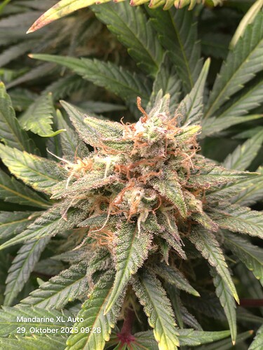 Growreport Bild 18
