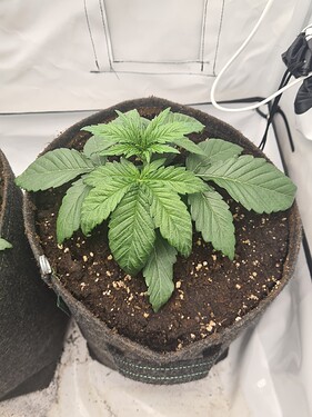 Growreport Bild 10