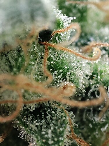 Growreport Bild 71