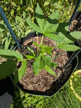 PXL_20250625_124517817