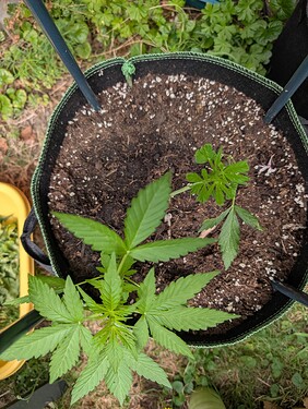 Growreport Bild 6