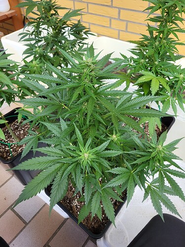 Growreport Bild 2