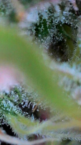 Growreport Bild 3