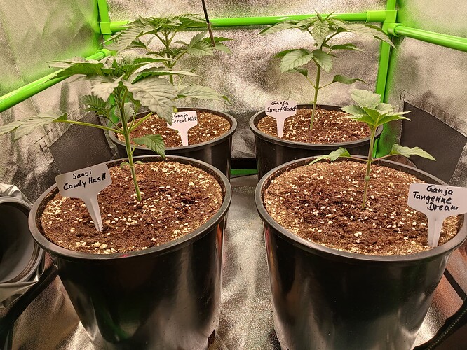 Growreport Bild 4