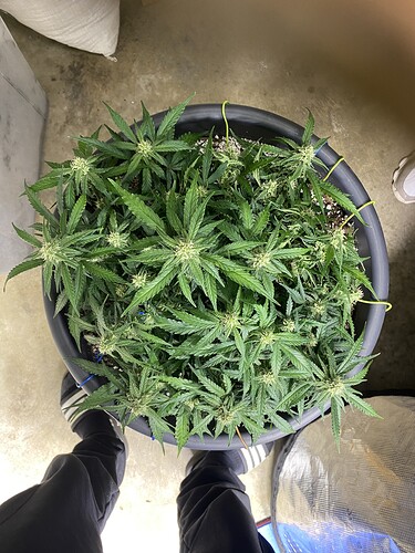 Growreport Bild 17