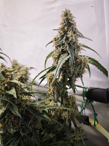 MVIMG_20251120_205233