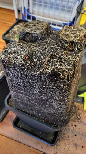 Growreport Bild 32
