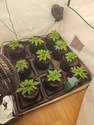 Growreport Bild 1