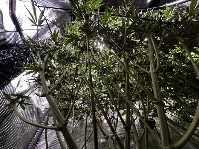 Growreport Bild 38