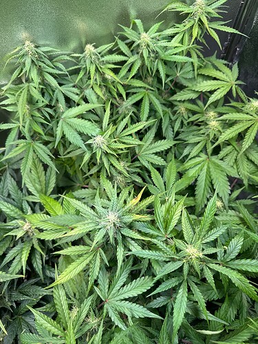 Growreport Bild 4