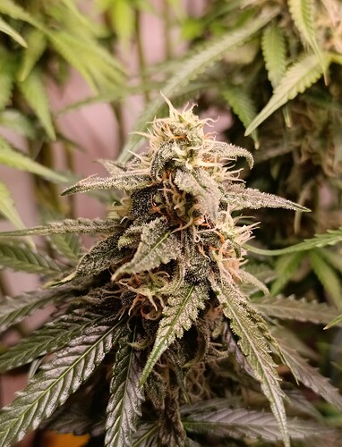 Growreport Bild 10